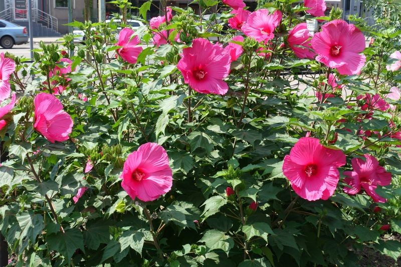 Hibiskus bagienny najlepiej kwitnie na słonecznych, osłoniętych od wiatru stanowiskach.