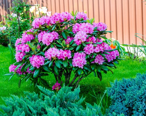 Kiedy i jak sadzić rododendrony w ogrodzie? Instrukcja krok po kroku