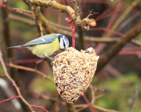 Zrób kulki mocy dla ptaków. Sikorki i rudziki tłumnie zlecą się jako pierwsze
