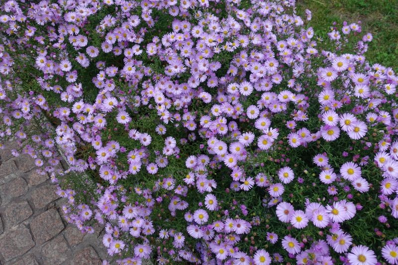 Lubiane przez ogrodników marcinki są proste w uprawie, ale wymagają żyznej gleby oraz systematycznego podlewania.