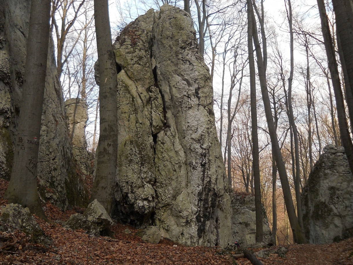 Podróże, Geofity wiosenne - czyli Rezerwat Pazurek i jego bogactwo. - .