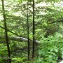 Pozostałe, PIENIŃSKI PARK NARODOWY - SZCZAWNICA - DEPTAK NAD DUNAJCEM