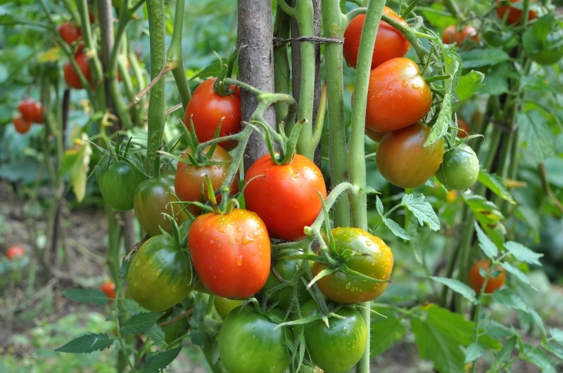 przenawożenie pomidorów