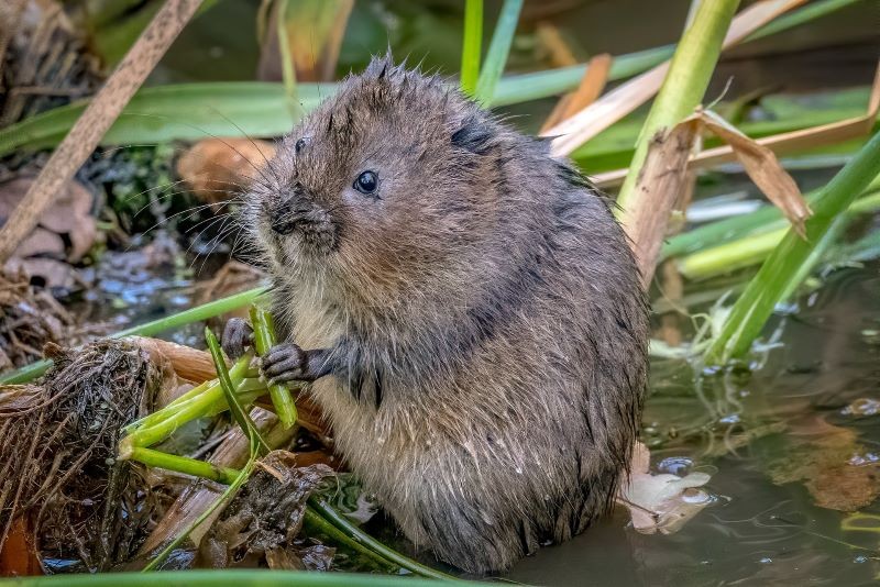 Jak Się Pozbyć Karczownika Z Ogrodu? Tylko Naturalne Sposoby - Deccoria.pl