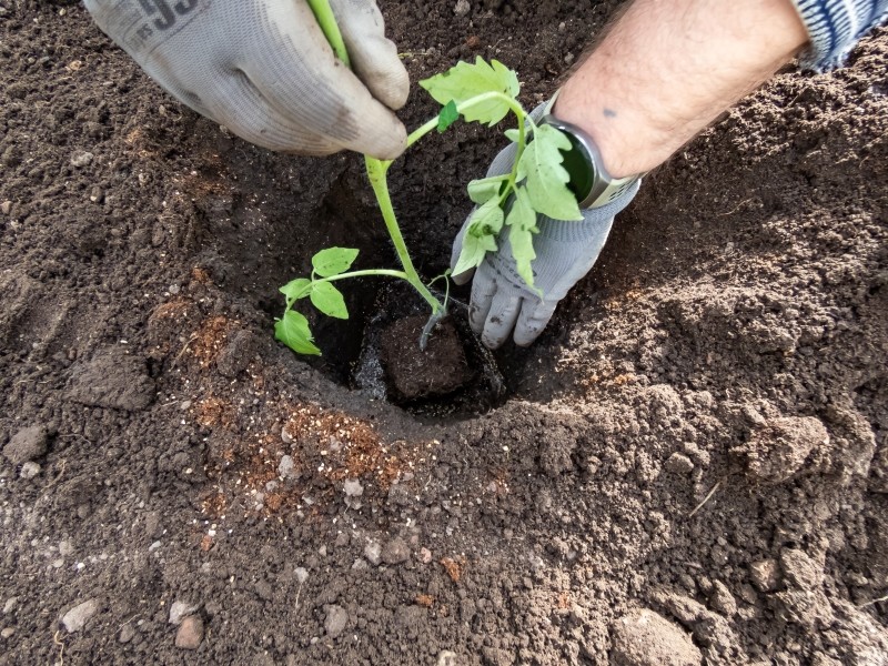 sadzenie rozsady pomidora do gruntu
