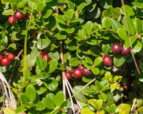 Najlepiej czuje się w kwaśnej i mokrej glebie. Kiedy sadzić i jak pielęgnować żurawinę w ogrodzie