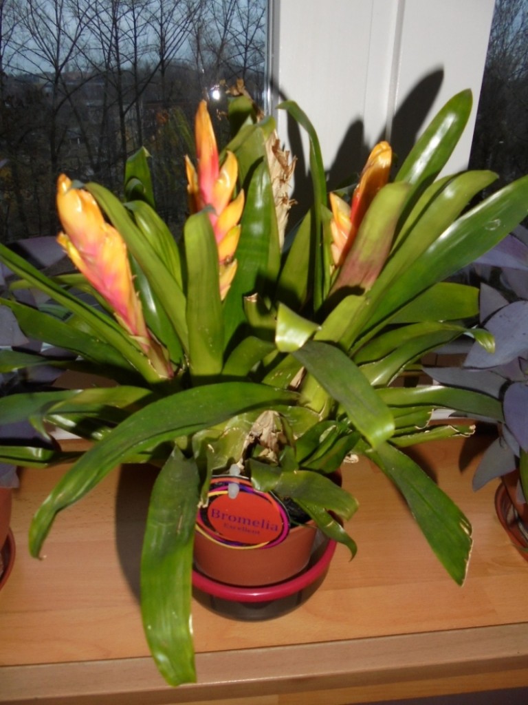 Pozostałe, BROMELIE  JAK  PTAKI - BROMELIA