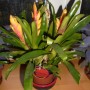 Pozostałe, BROMELIE  JAK  PTAKI - BROMELIA