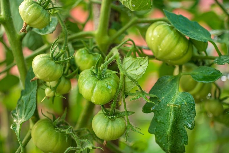 Naturalny oprysk chroni pomidory przed zarazą i poprawia jakość owoców.