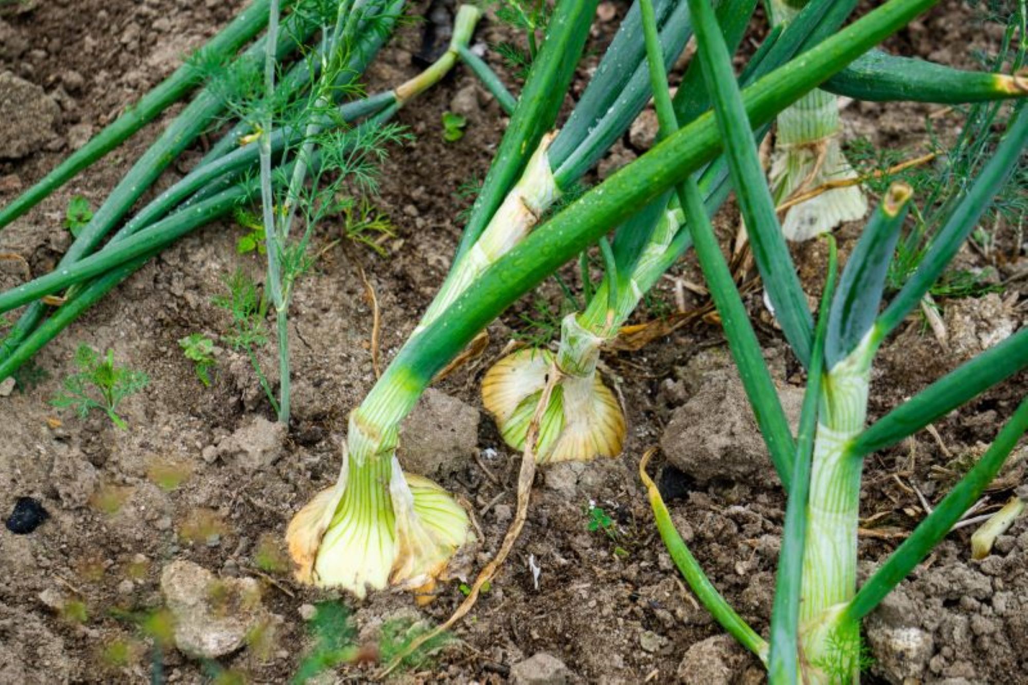  Przepis mojej babci na dorodną i twardą cebulę. Odżywkę stosuję 3 razy w sezonie