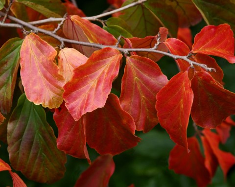 Nowa konkurentka dla popularnych tui. Żywopłot, który co kilka miesięcy wygląda inaczej