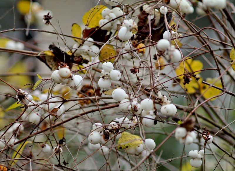 Dzięki długo utrzymującym się owocom śnieguliczka jest atrakcyjna również jesienią i zimą.