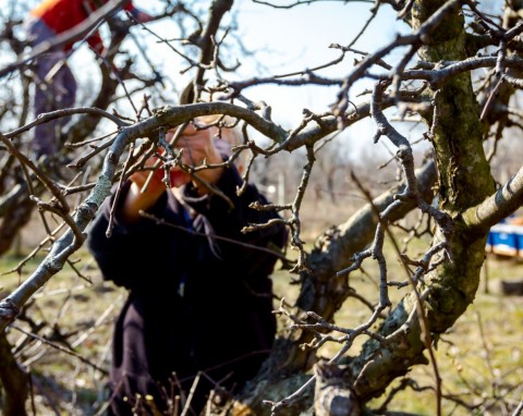 Czy drzewa owocowe można przycinać w grudniu? Lista roślin, które ciąć na koniec roku