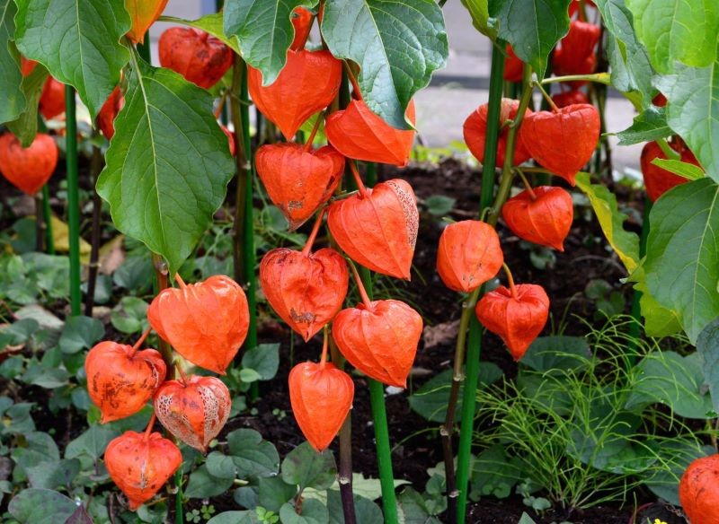 miechunka przed zimą