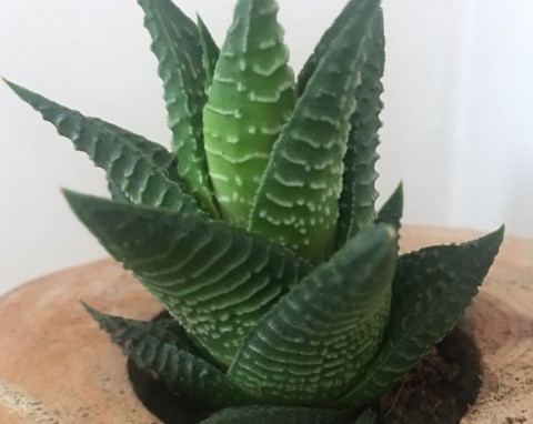 Ogrodnicy polują na sadzonki, bo trudno kupić go w sklepie. Ten aloes to biały kruk wśród roślin doniczkowych