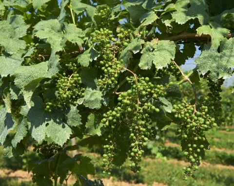 Mączniak na winorośli: prawdziwy i rzekomy. Stosuj naturalny oprysk, który ochroni owoce