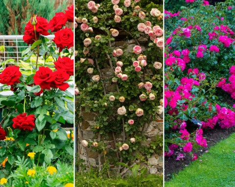 Najpiękniejsze róże ogrodowe. Jakie wybrać odmiany i jak pielęgnować, by kwitły co roku?