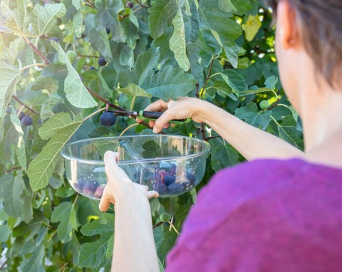 Uprawa fig w ogrodzie. Jakie odmiany dobrze znoszą polską zimę?