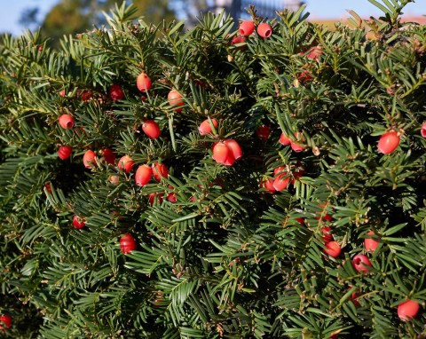 Cis pospolity (Taxus baccata)
