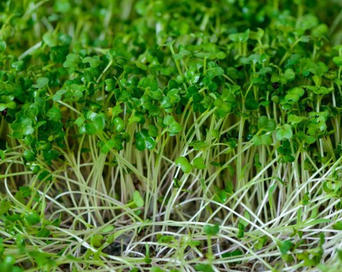 Uprawa kiełków w zimie. Nie trzeba mieć specjalnych pojemników, można prościej i szybko
