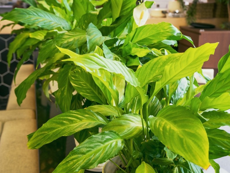 dlaczego skrzydłokwiat nie kwitnie