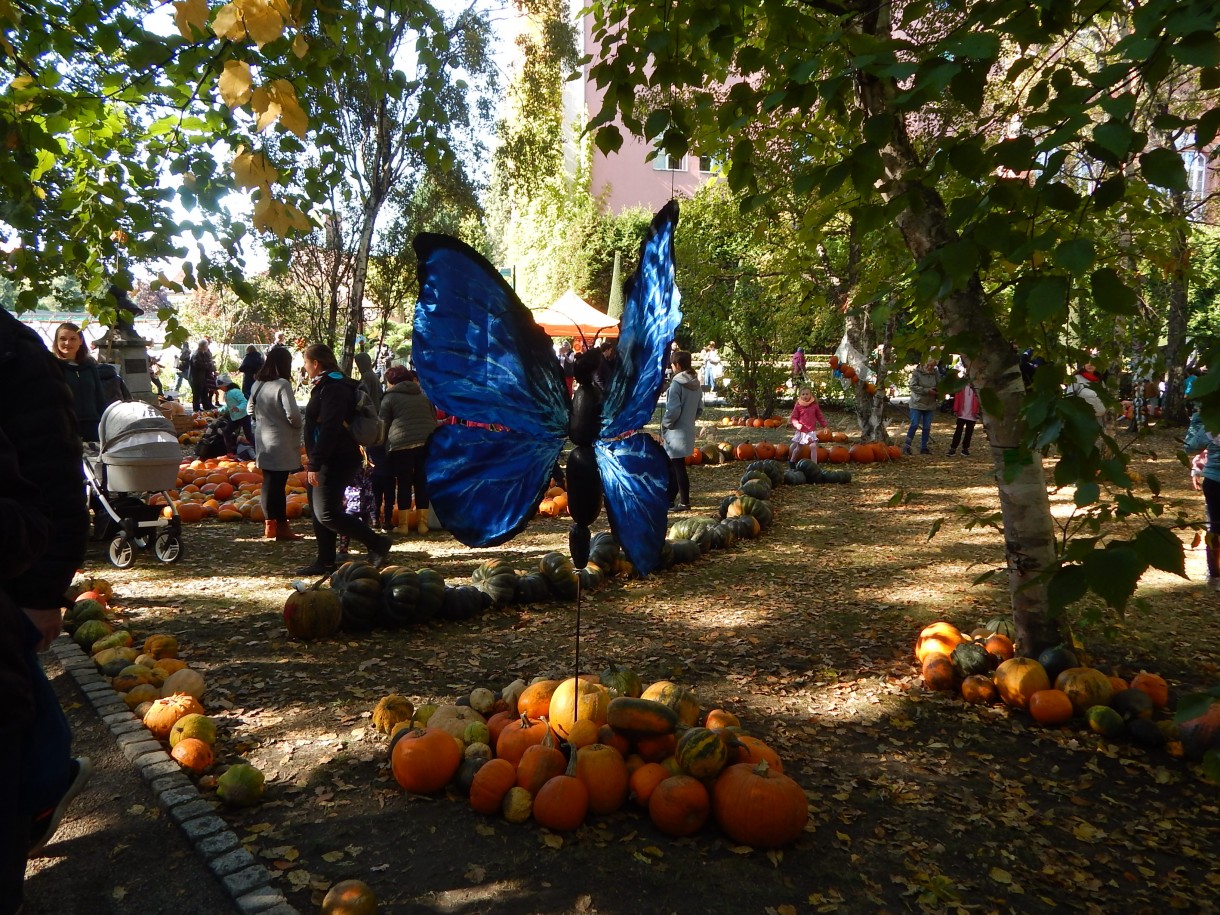 Ogród, FESTIWAL DYNI