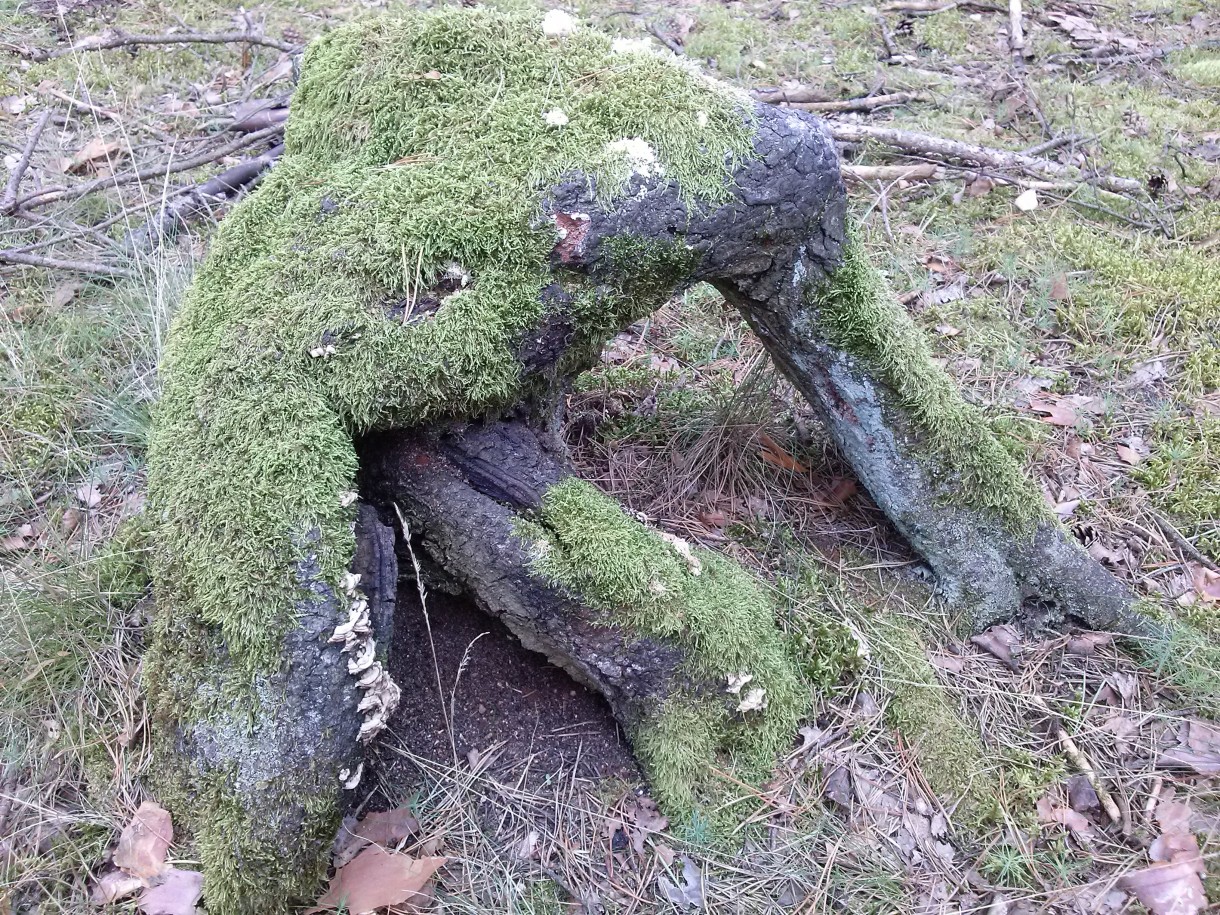 Pozostałe, Jeszcze trochę lata - tu też nowe życie dla innych form...