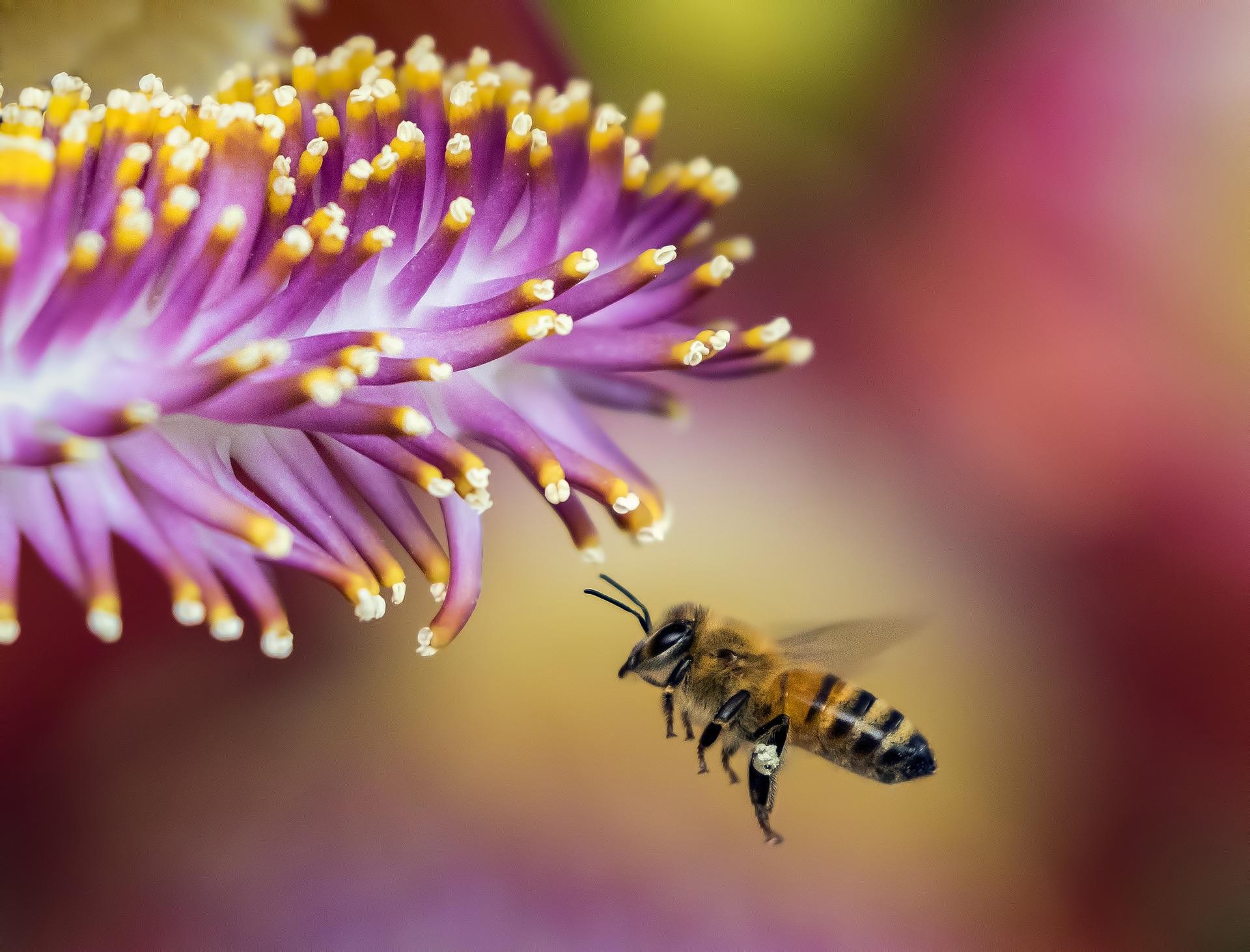 Pszczoła i kwiaty
