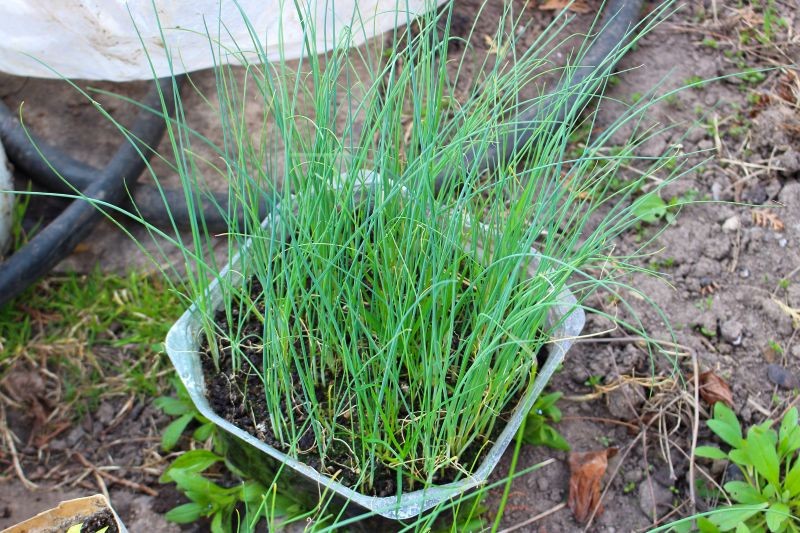 Pora Baca warto siać na rozsadę na okiennym parapecie.