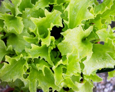 Wiosenny siew sałaty na rozsadę. Jak uprawiać sałatę, żeby mieć obfite plony?