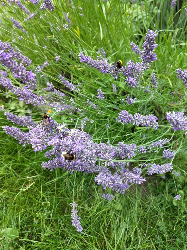 Rośliny, Lato w pigułce....................... - Lato  szybko mija ..............................za chwilę jesień ........................tak więc kilka fotek z letniego ładowania akumulatorków  czyli lato w moim obiektywie .....................
Pozdrawiam Was bardzo serdecznie i duuuuuuuuuuuużo dobrego życzę :)