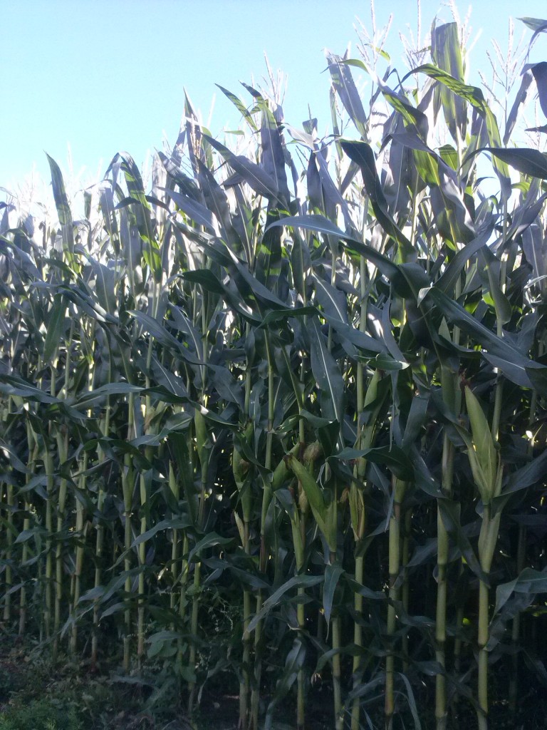 Pozostałe, Bo idzie grudzień...a bardzo jest wymagający.