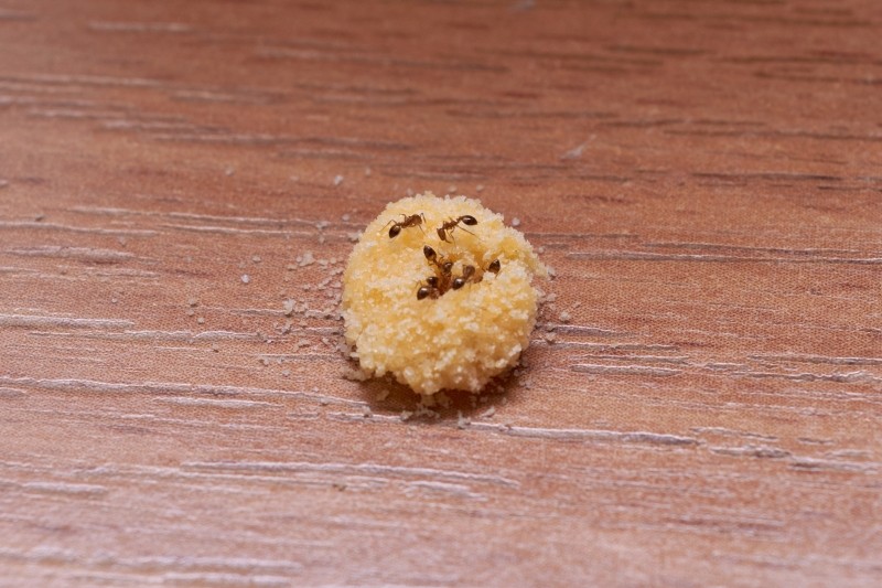 jak skutecznie pozbyć się mrówek z domu