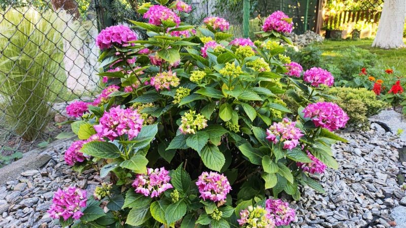 Hortensje zdrowo rosną i obficie kwitną w lekko kwaśnej glebie.