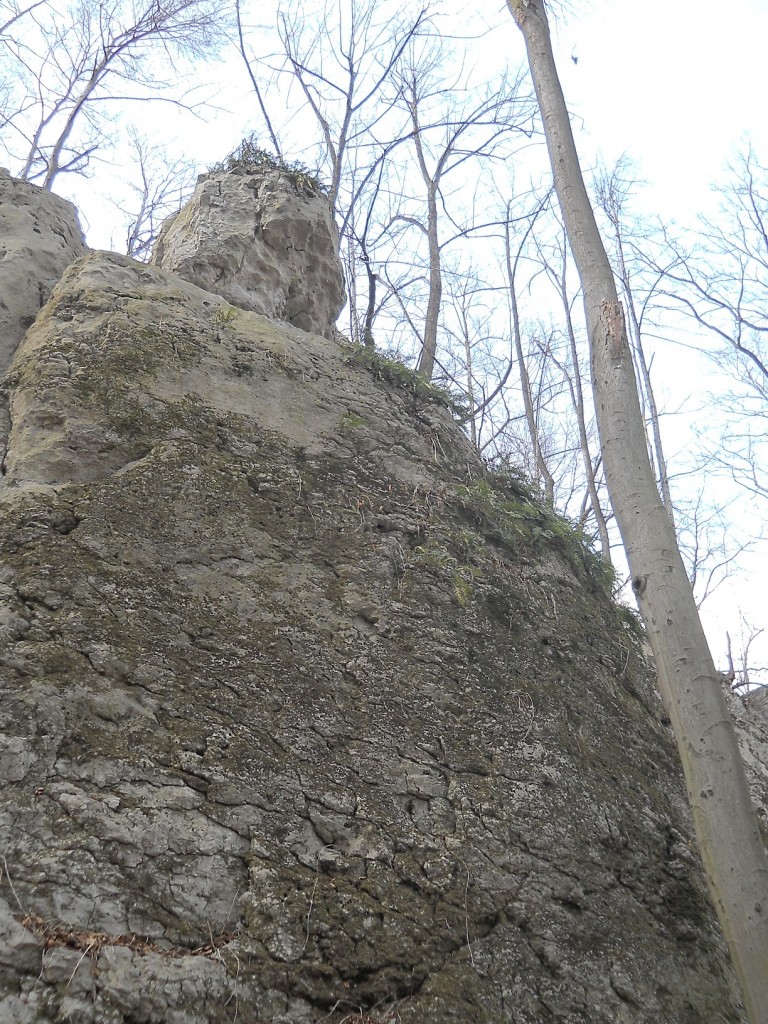 Podróże, Geofity wiosenne - czyli Rezerwat Pazurek i jego bogactwo. - Grubasek, który na głowie nosi niezłe sitowie;)