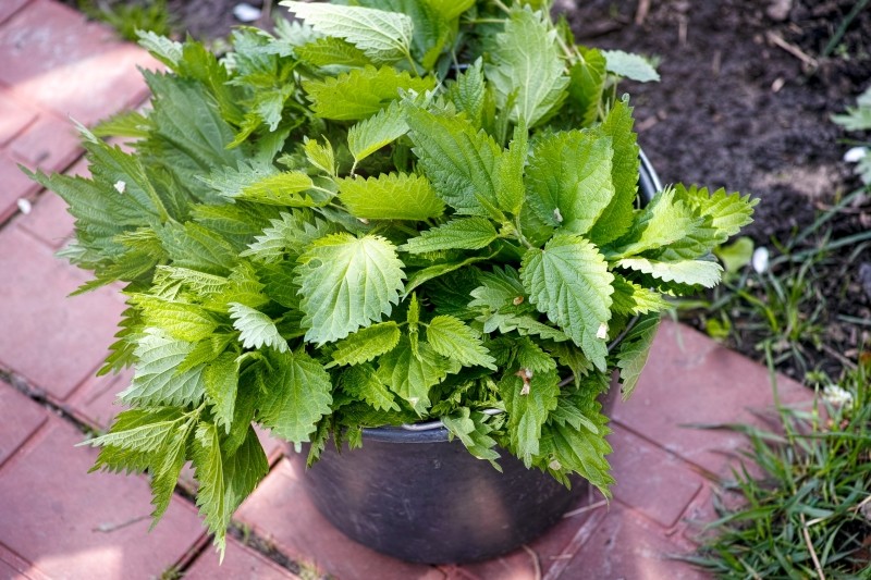 gnojówka z pokrzywy