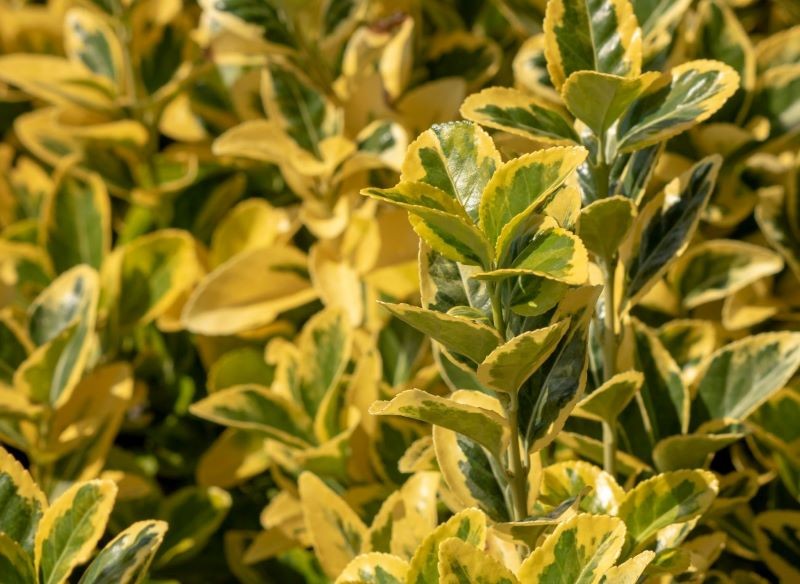 Krzewem odpornym na wiatr jest m.in. trzmielina japońska.