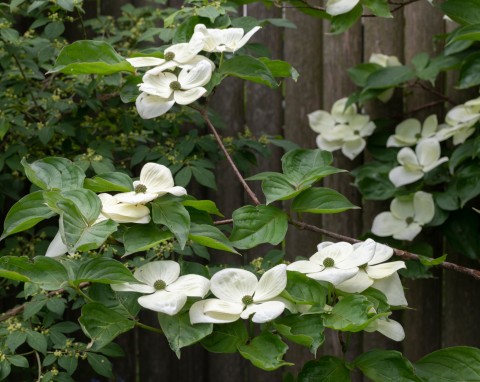 Dereń kousa (Cornus kousa)