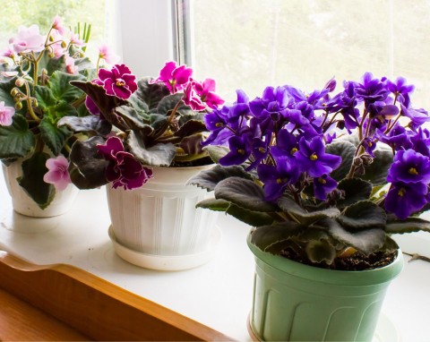 Zrób nawóz z drożdży dla roślin w doniczkach. Po raz pierwszy zobaczysz taki wysyp kwiatów