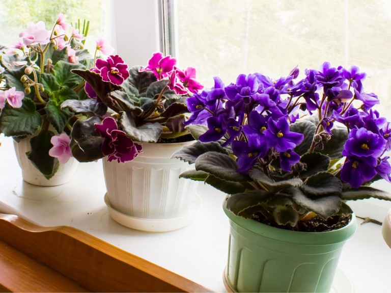 Zrób nawóz z drożdży dla roślin w doniczkach. Po raz pierwszy zobaczysz taki wysyp kwiatów