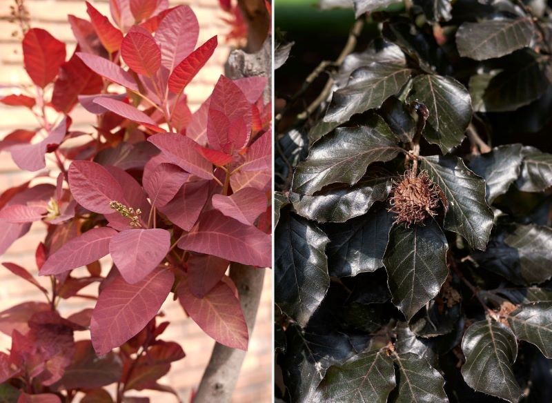 Perukowiec podolski 'Royal Purple' i Buk pospolity 'Atropunicea' mają niezwykle atrakcyjne liście.