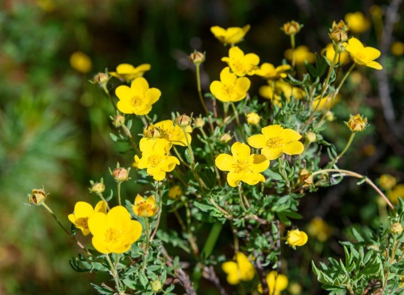 Pięciornik krzewiasty zapiera dech urokliwymi kwiatami.