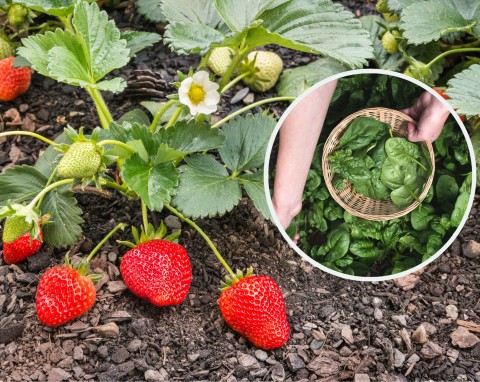 Sadzenie truskawek – jaka ziemia, kiedy i gdzie najlepiej sadzić truskawki?