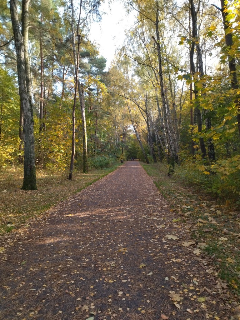 Rośliny, Zaraz listopad.......................... - Jesień nad morzem jest piękna .........................i las...........................