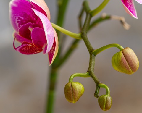 Storczyk od dawna nie wypuszcza pąków? Wypróbuj sztuczkę z jabłkiem, szybko zakwitnie