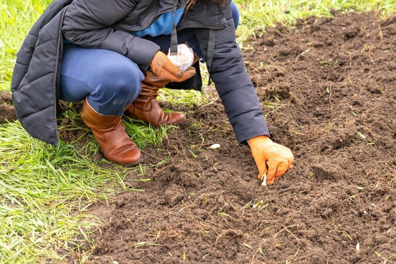 Przed posadzeniem czosnku najważniejsze jest odpowiednie przygotowanie gleby.