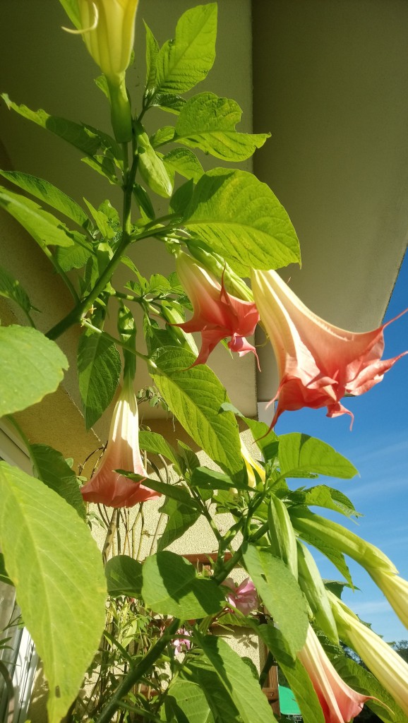 Balkon, Lato na balkonie.............moje datury........... - ................zaskoczyła mnie ilość kwiatów................pachną tak , że wieczorem muszę zamykać balkon.................