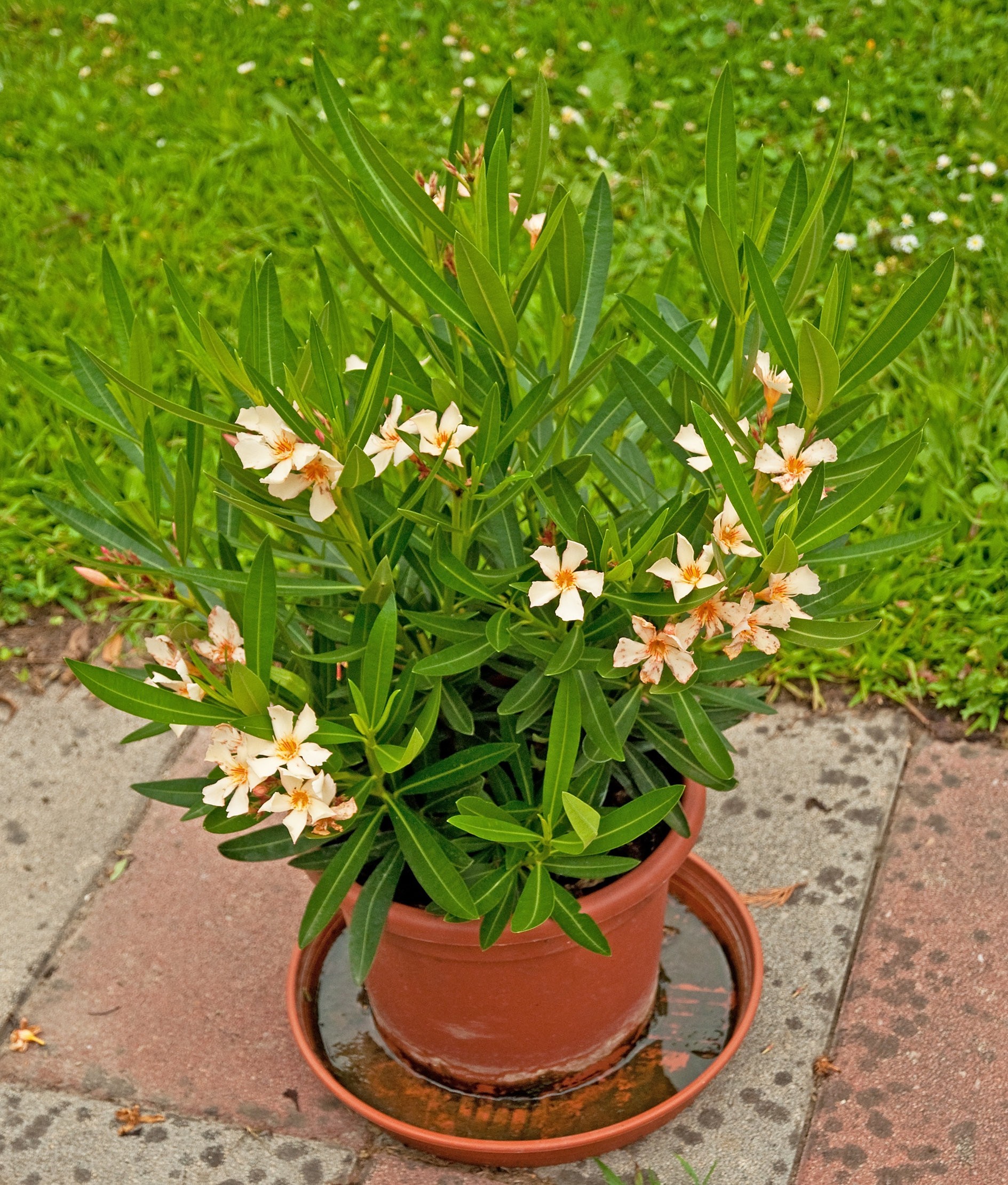 oleander w doniczce