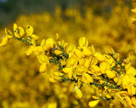 Żarnowiec miotlasty (Cytisus scoparius)