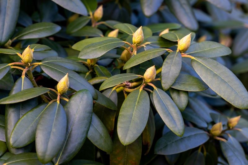 Nawożenie rododendronów borowiną pobudzi je do kwitnienia.